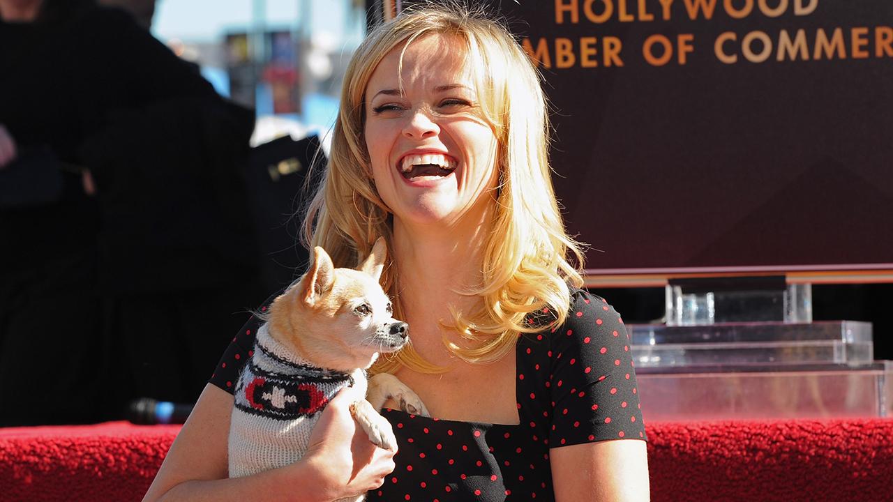 Reese Witherspoon Reveals The Chihuahua From Legally Blonde Has Died Read Her Sweet Tribute 