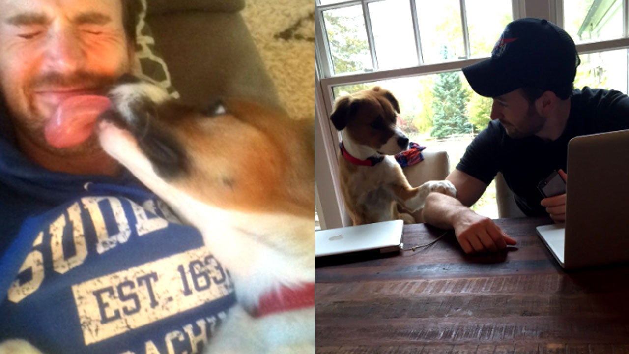 Photos from Chris Evans and His Rescue Dog Dodger's Cutest Moments