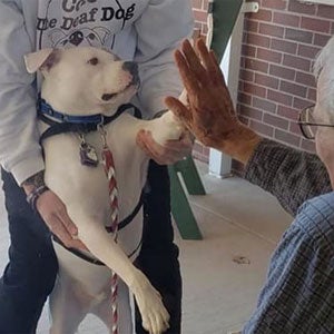 Cole the Deaf Dog