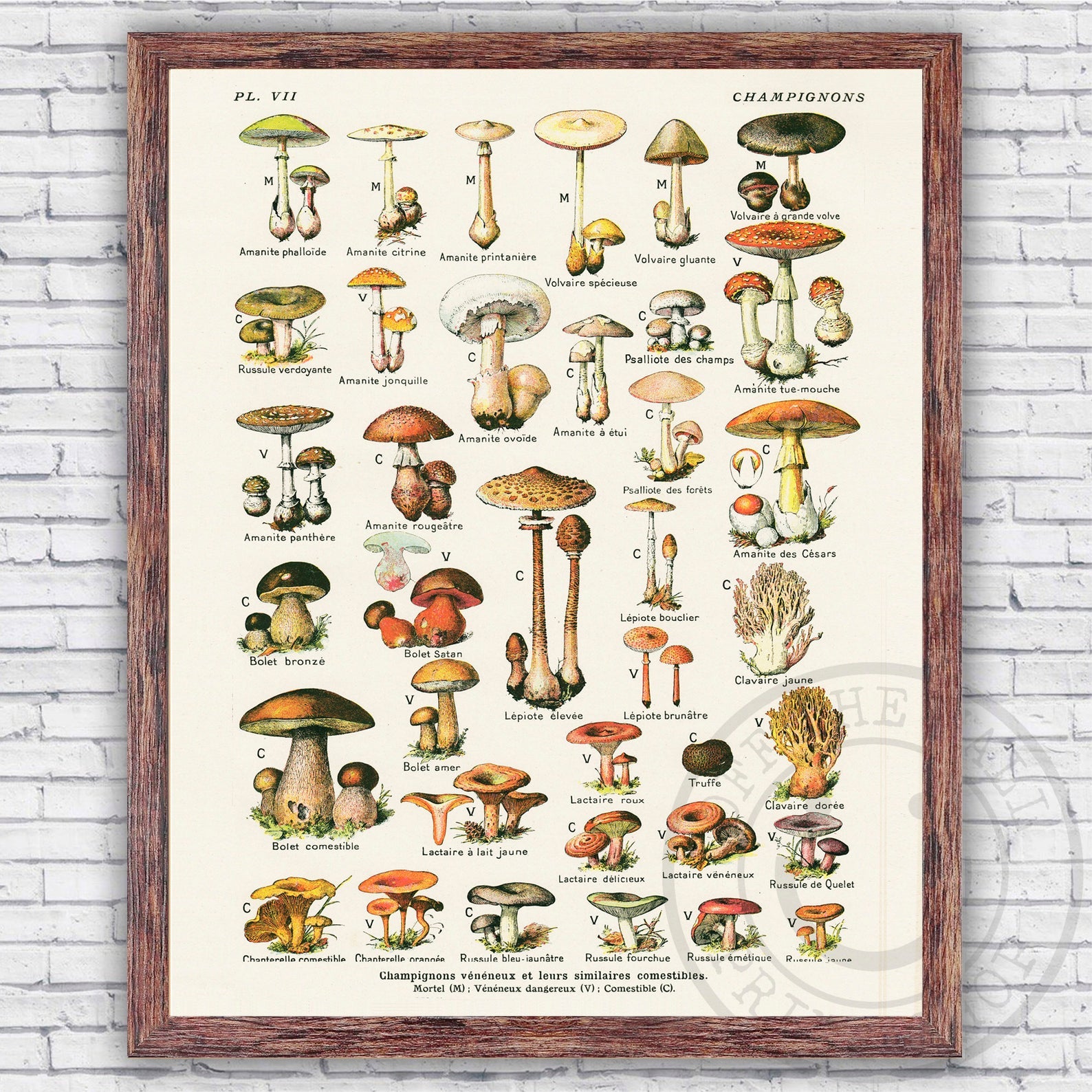 NWT ANTHROPOLOGIE MUSHROOM FUNGI KITCHEN DISH TOWEL OR WALL