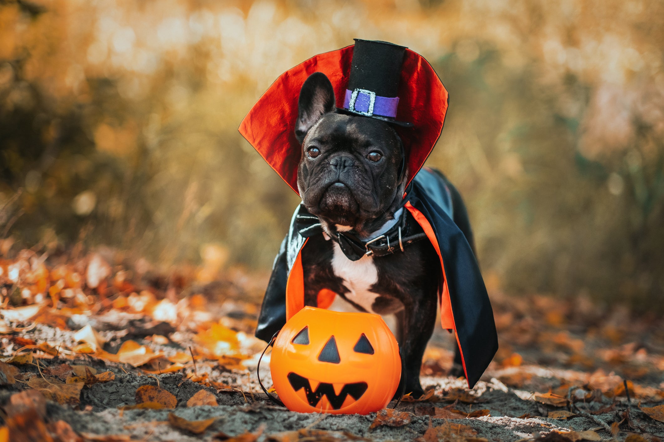 Dogs in Halloween Costumes