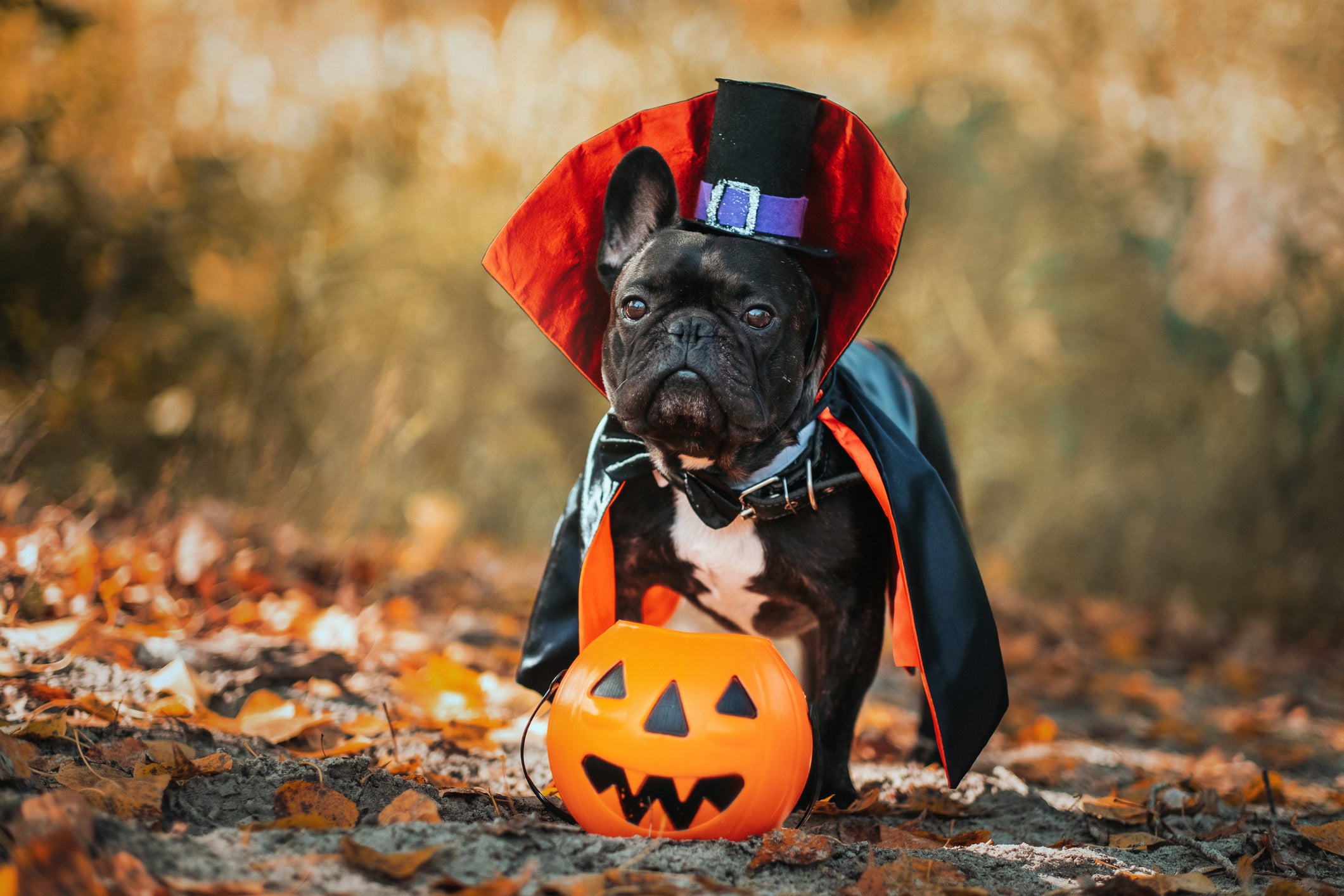 The Most Perfect Dog Halloween Costumes - CBS Chicago