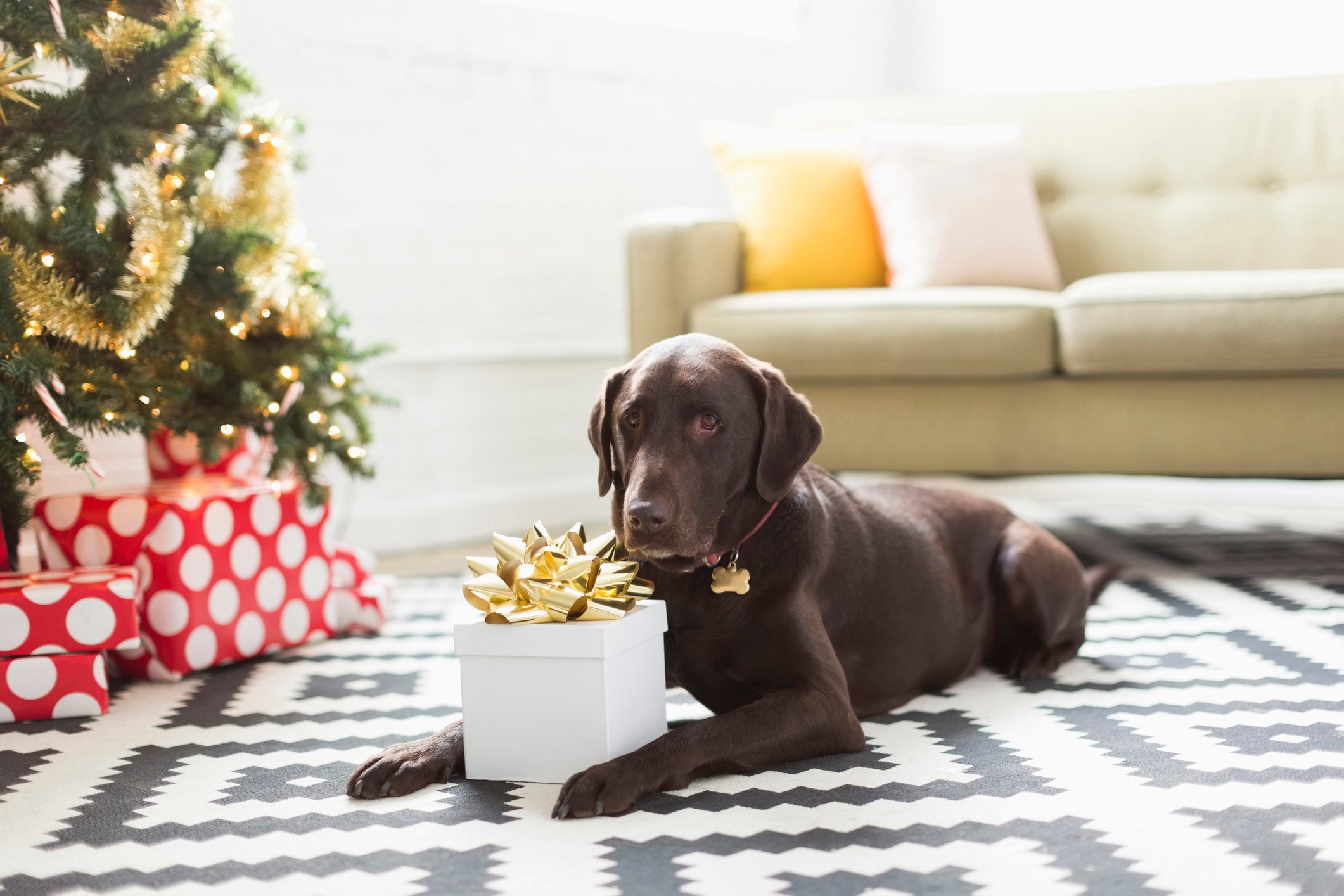 Drink up these perfect presents for your pet this Christmas! 🐶🎄 # WeatherTech #giftideas #petgifts #doggifts #catgifts
