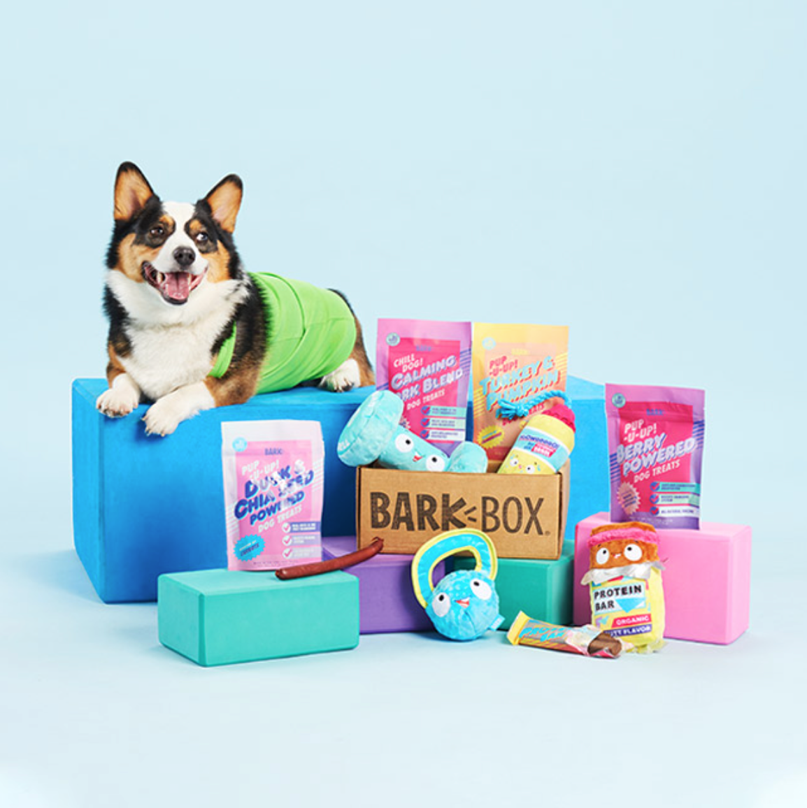 3 of the Best Last-Minute Holiday Gifts for Pets - Blog