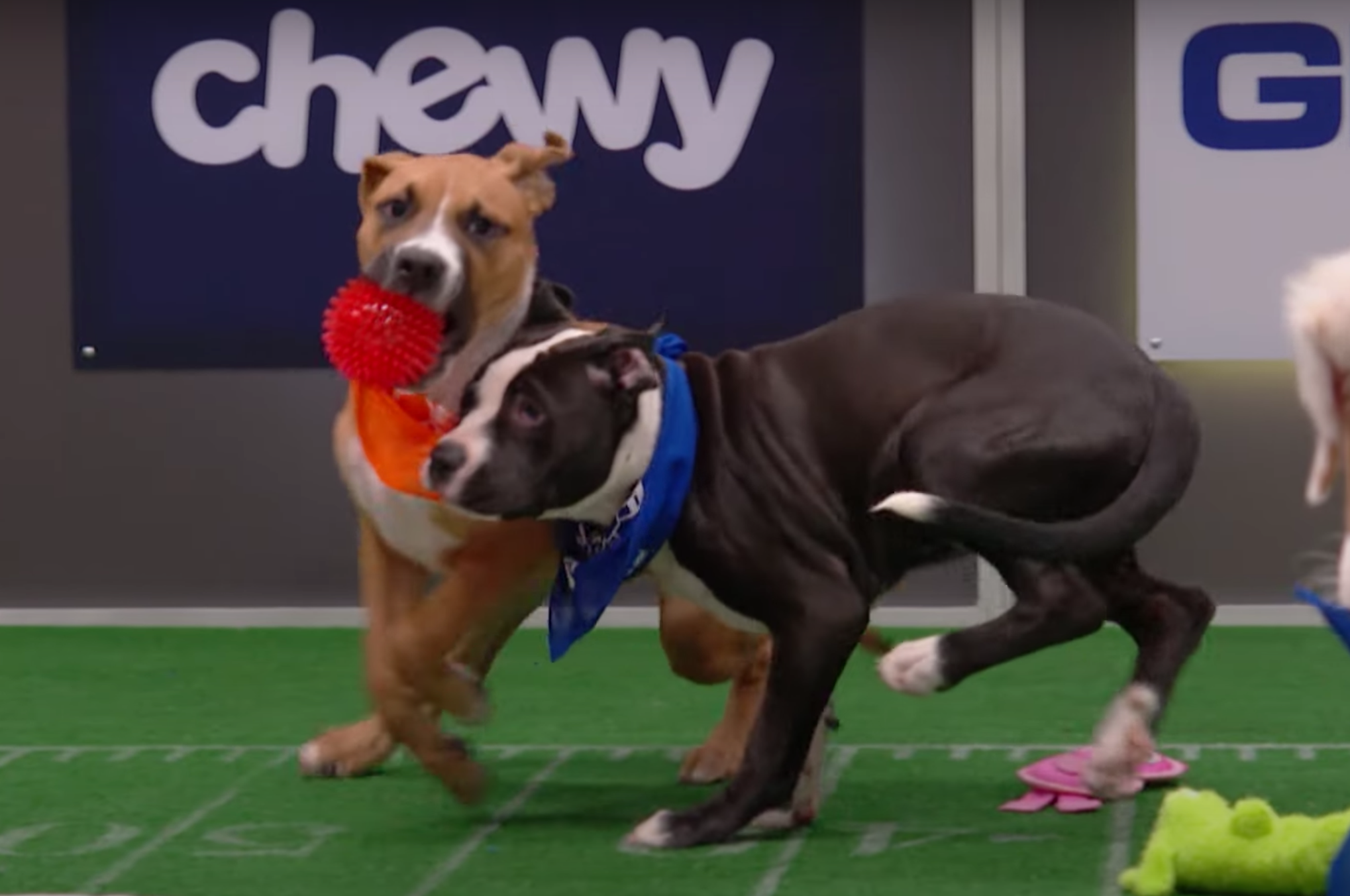 How to Watch the Puppy Bowl 2021 - Stream Animal Planet's Puppy