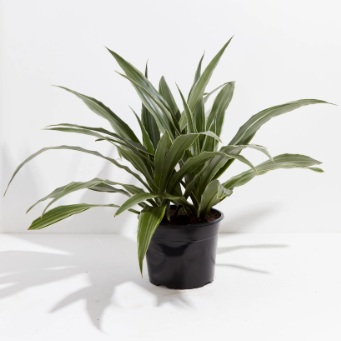 Prayer Plant in White Pot - The Bouqs Co.