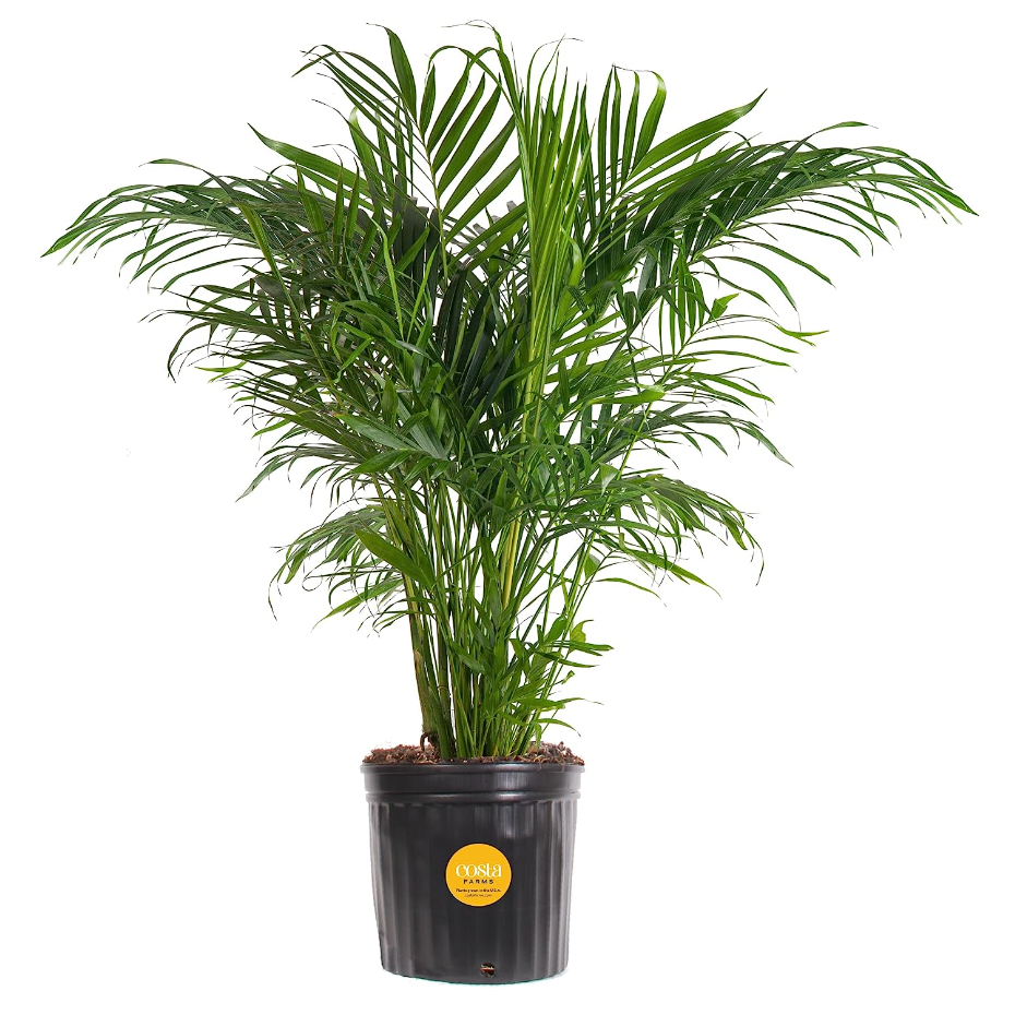 Costa Farms Cat Palm