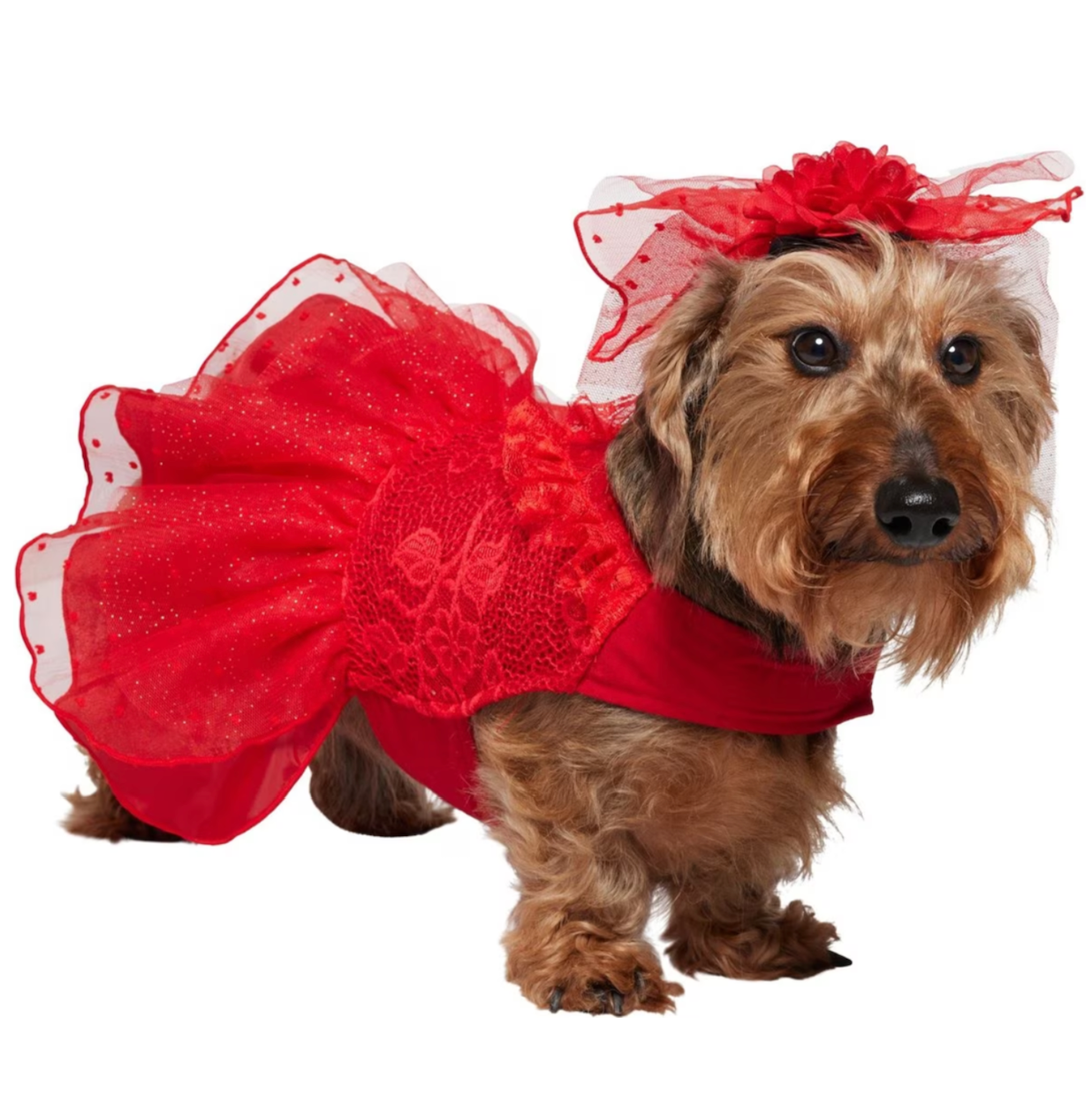 Last Minute Halloween Costume For Your Dog - Mash Elle