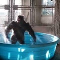 This Gorilla Dancing in a Pool to 'Maniac' Will Brighten Your Day -- Watch!