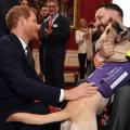 Prince Harry Respectfully Shakes Hands With a Service Dog While Celebrating World Mental Health Day