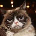 Grumpy Cat, Internet-Famous Feline, Has Died