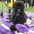 Siba the Standard Poodle Wins 'Best in Show' at Westminster Dog Show