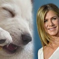 Jennifer Aniston Introduces New Rescue Puppy Chesterfield 