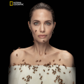Angelina Jolie Is Covered in Bees -- Here's Why