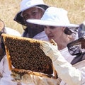 Angelina Jolie Wears Full Beekeeper Suit as Part of a Celebration!