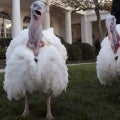 Biden Pardons Turkeys Peanut Butter and Jelly Ahead of Thanksgiving