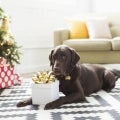 32 Thoughtful Holiday Gifts for Pet Parents and Their Furry Friends