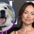 MaeDay Rescue Refutes Olivia Wilde's Ex-Nanny's Claim She Ditched Dog