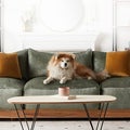 10 Best Pet-Friendly Couches That Don't Compromise Style