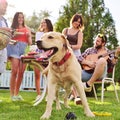 Memorial Day 2024: A Guide to Keeping Your Dog or Cat Calm and Happy