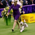 How to Watch the 2024 Westminster Dog Show Online
