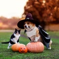 The 17 Best Halloween Costumes for Dogs to Put a Spell on Everyone