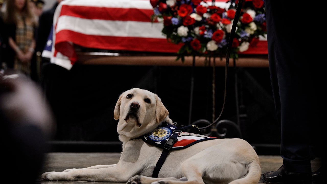 George H.W. Bush's service dog, Sully