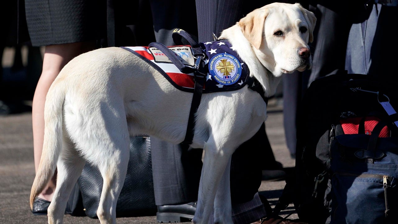 Sully the Service Dog