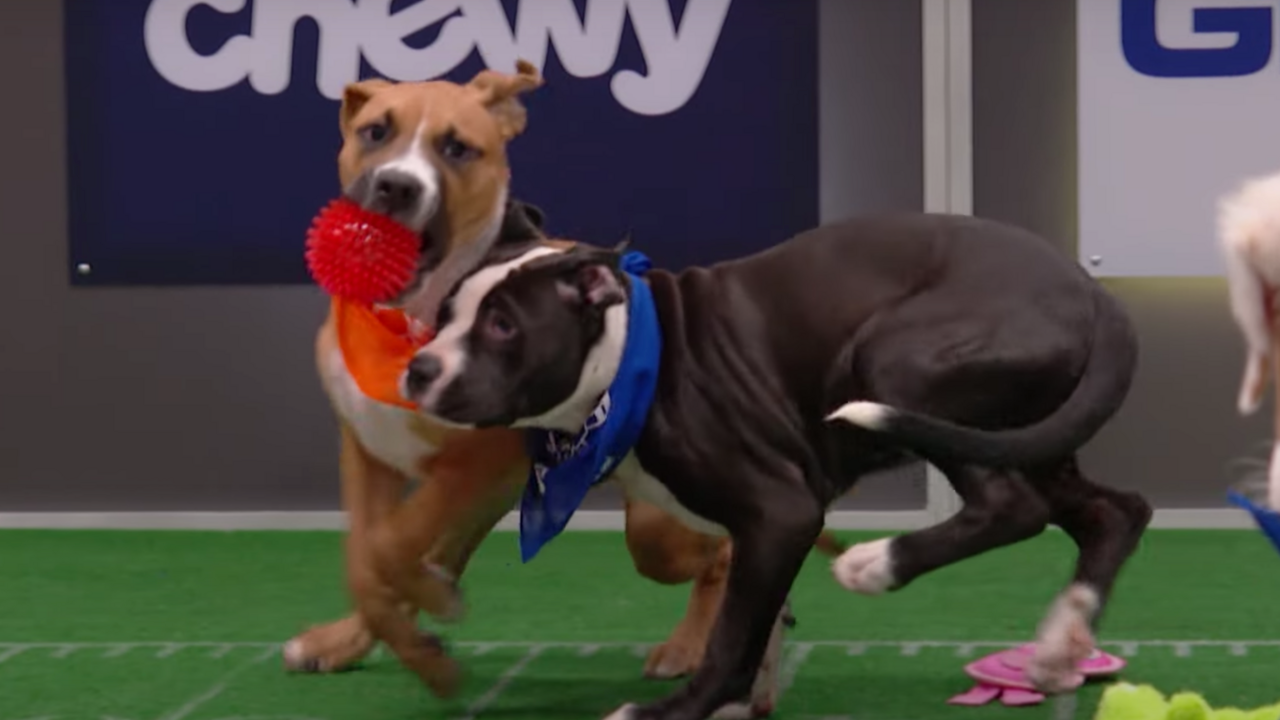 Where to Stream the Super Bowl LVII (2023): Puppy Bowl and Great American  Rescue Bowl