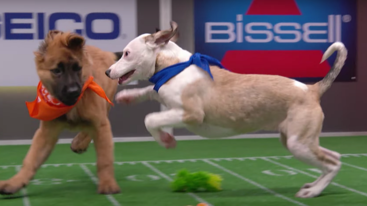 Forget the Super Bowl: Here's How to Stream the Puppy Bowl From Anywhere