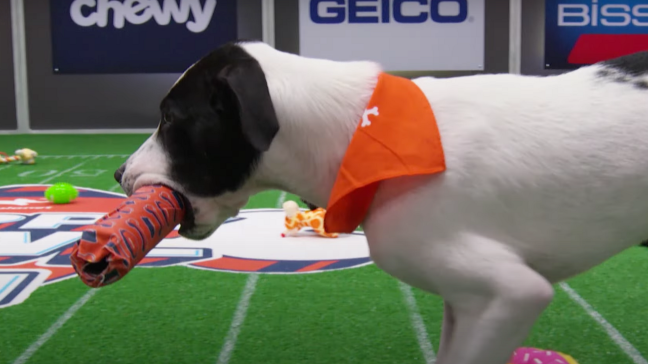 How to Watch the 2023 Puppy Bowl on Super Bowl Sunday