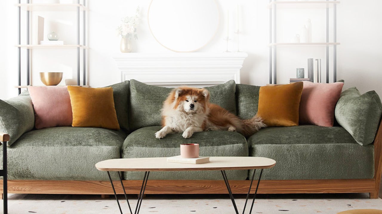 Dog friendly shop leather couch