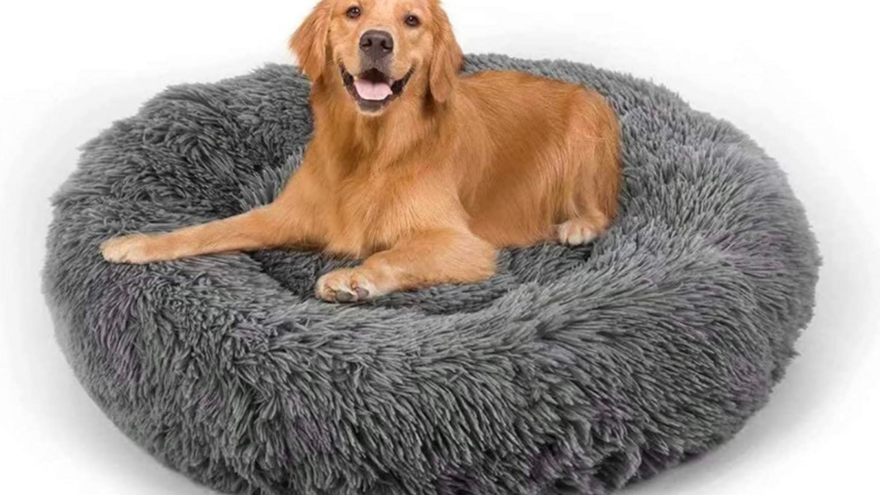 https://www.etonline.com/sites/default/files/styles/1280x720/public/images/2023-11/dogbed.png?h=fbf7a813