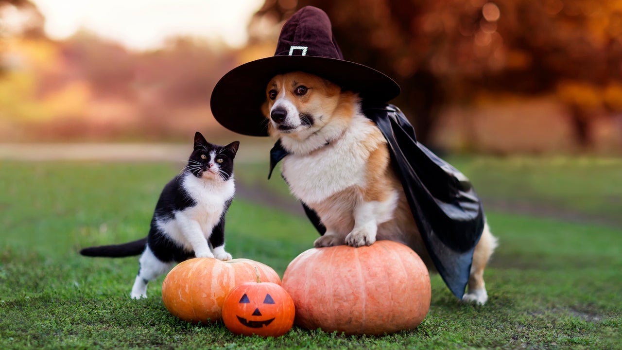 The Best Halloween Pet Costume Ideas for Dogs and Cats to Put a Spell on Everyone — Starting at 