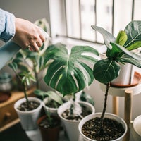 October Prime Day Plant Deals