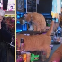 Anderson Cooper Loses It on Live TV During John Mayer's Unexpected Cat Cafe Cameo 