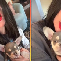 Lady Gaga Welcomes New Puppy 3 Years After Dognapping Case