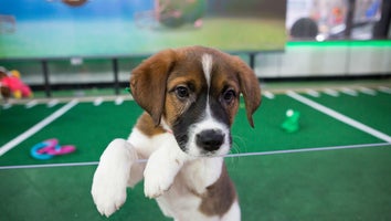 How to Watch Puppy Bowl XIV