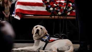 George H. W. Bush's Service Dog Sully Immortalized With Statue in Texas