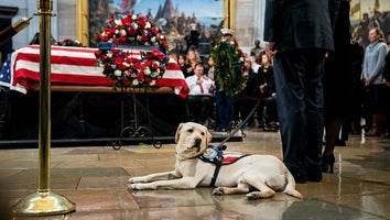 George H. W. Bush's Service Dog Sully Gets New Job at Military Hospital to Help Veterans