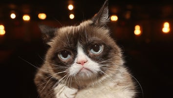 Grumpy Cat, Internet-Famous Feline, Has Died