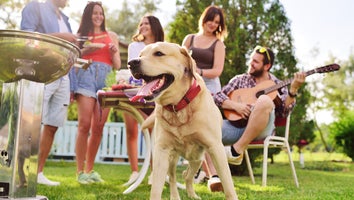 Summer 2024: A Pet Parent’s Guide to Keeping Your Dog or Cat Calm and Happy