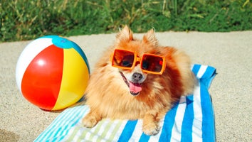 The 15 Best Cooling Products to Keep Your Pets Comfortable and Protected in the Summer Heat