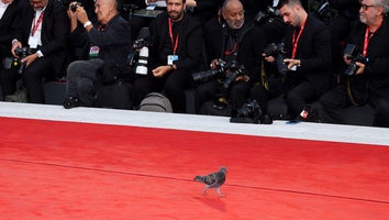 A Pigeon Is the Breakout Star of the 2023 Venice Film Festival: See the Bird Walk the Red Carpet