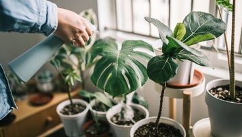 October Prime Day Plant Deals