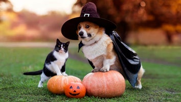 The Best Dog Halloween Costumes That Will Put a Spell on Everyone — Starting at $5