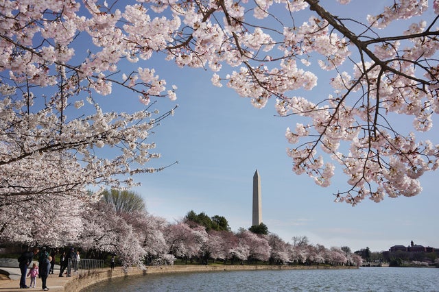 Cherry Blossoms in Washington, D.C.