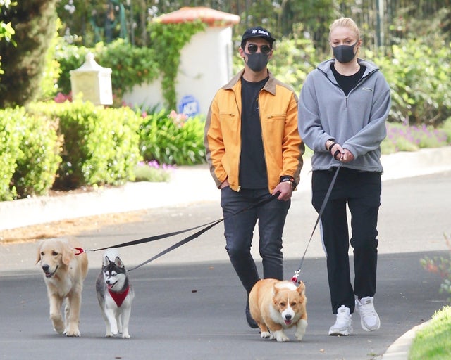 Joe Jonas and Sophie Turner walk their dogs in encino