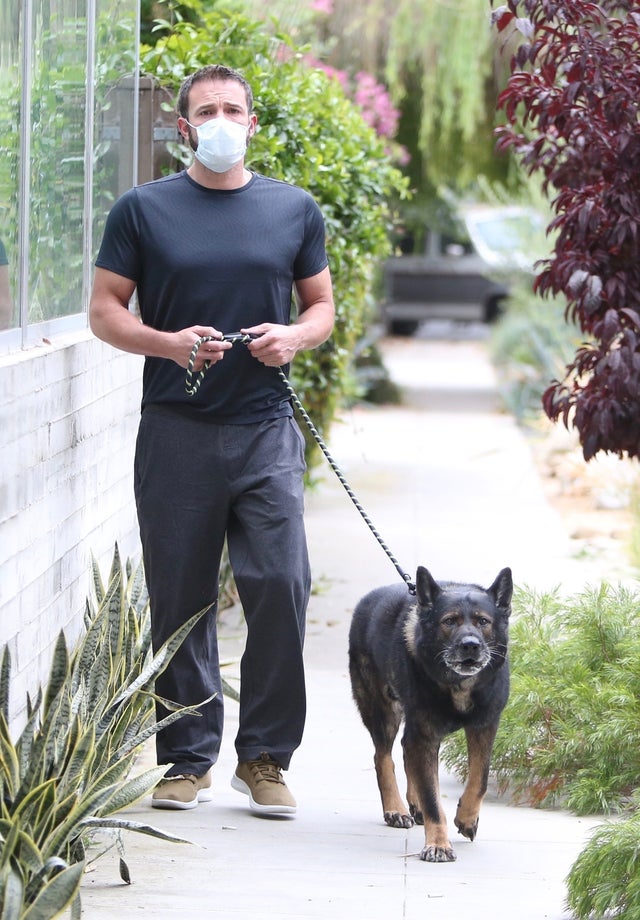 ben affleck walks dog