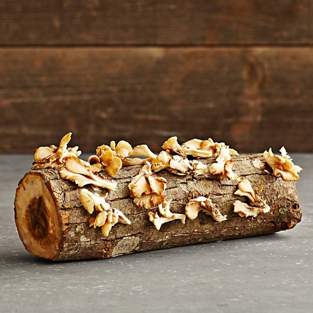 Williams Sonoma Oyster Mushroom Log Kit